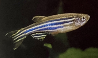 Brachydanio rerio femelle ou danio zébré.